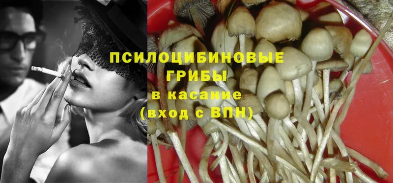 мега онион  Багратионовск  площадка какой сайт  Псилоцибиновые грибы Psilocybine cubensis 